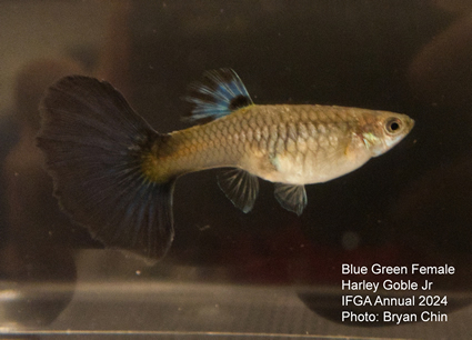 female guppy blue green